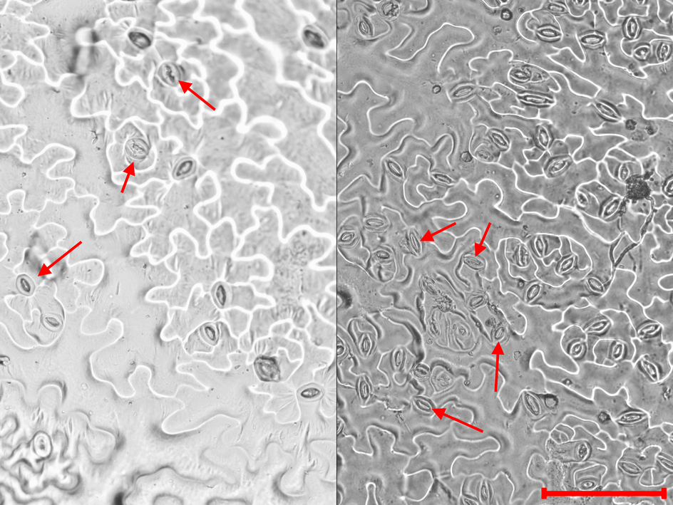 Lehepinna mikrofotod normaalse (vasakul) ja suurendatud (paremal) õhulõhede tihedusega taimest. Nooled osutavad õhulõhesid, skaalajoon on 1/10 millimeetrit. 