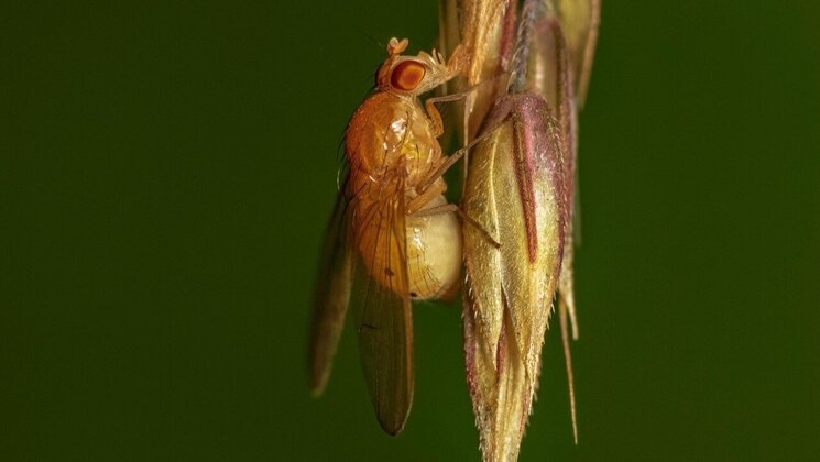 Fruit fly on a green background.