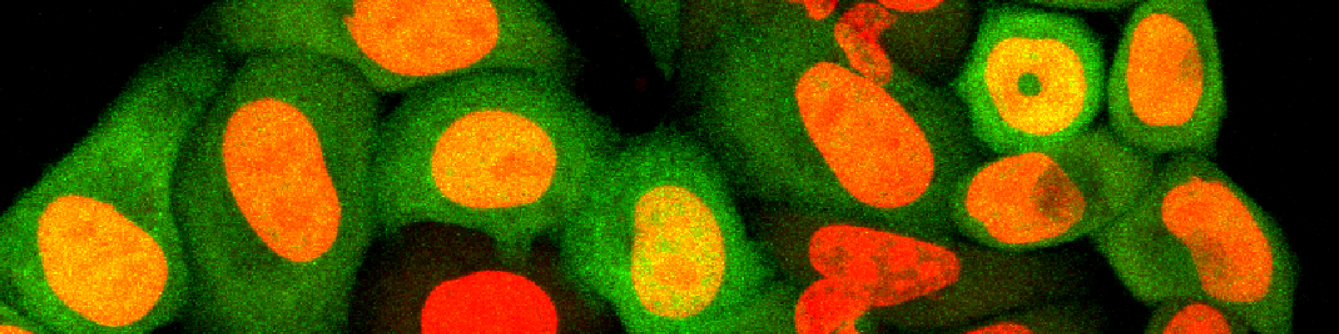 HeLa rakuliini rakud EGFP 654 